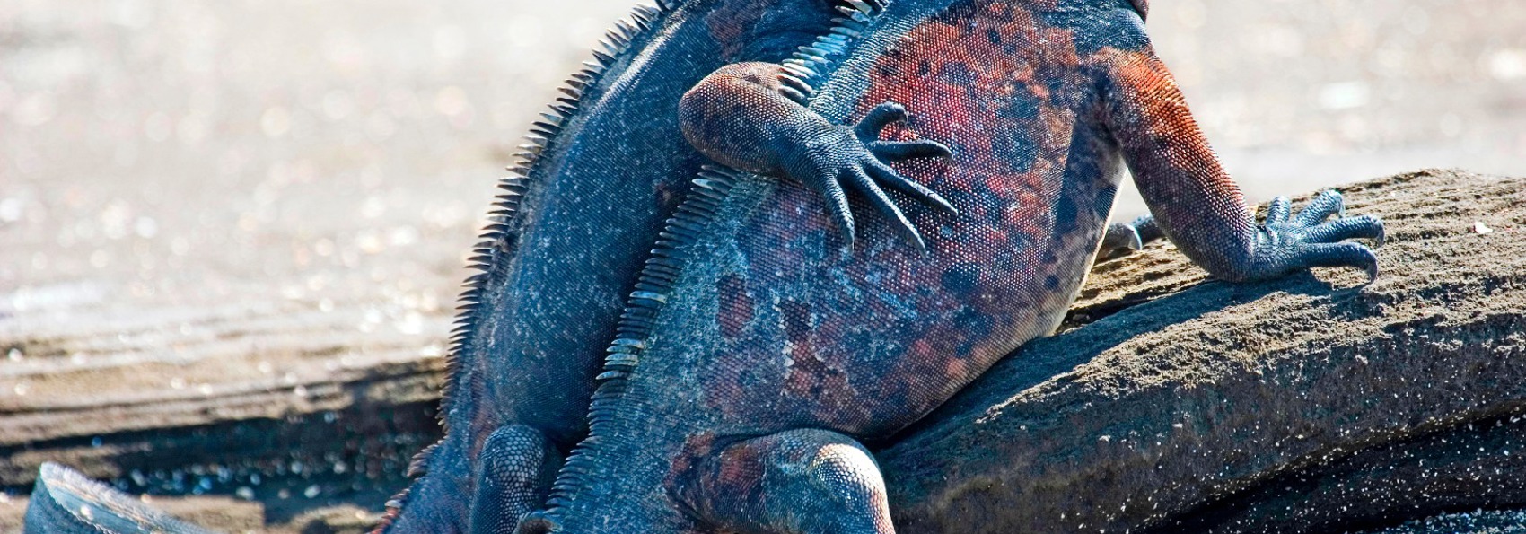 galapagos_leguan_09