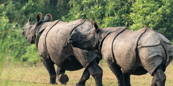 Nepal Chitwan Nationalpark 2482502549