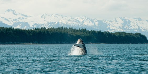 alaska hvalsafari