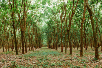thailand - Khanom_gummi trees_02