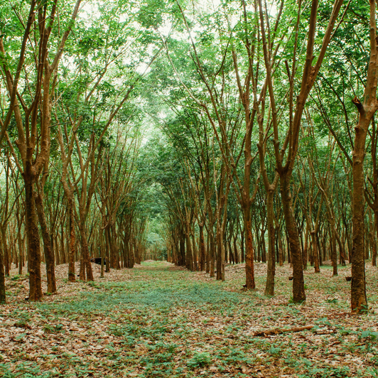 thailand - Khanom_gummi trees_02