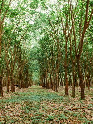 thailand - Khanom_gummi trees_02