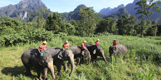 thailand - khao sok_elephant hills_elefanter_08