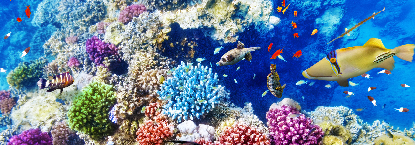 australien - great barrier reef_Koral_03