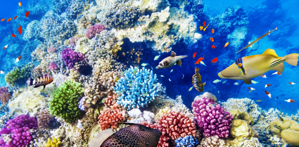 Rejsen begynder i Australien, hvor vi udforsker Great Barrier Reef