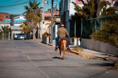 Chihuahua Mand På Hest 2528302245