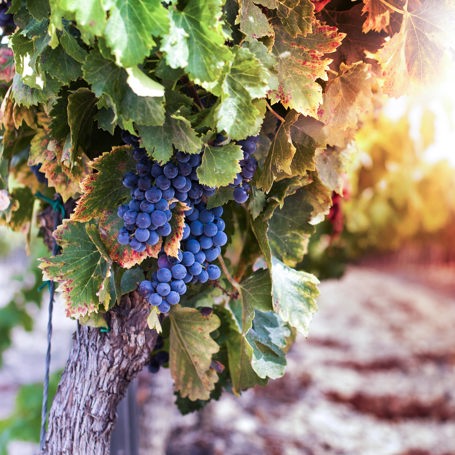 sydafrika - stellenbosch_vinmark_02