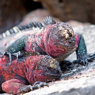 galapagos_leguan_03