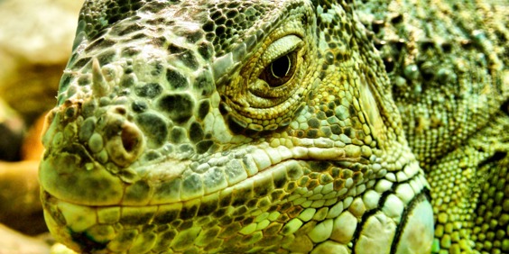galapagos_leguan_35