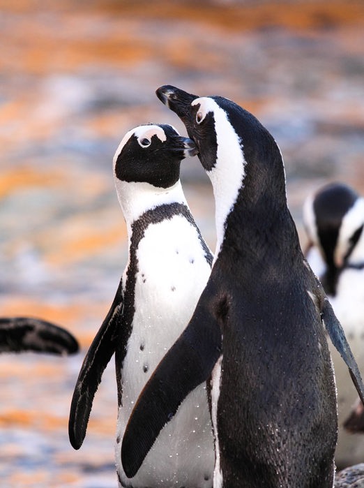 sydafrika - cape town_boulders beach_pingvin_01_HF