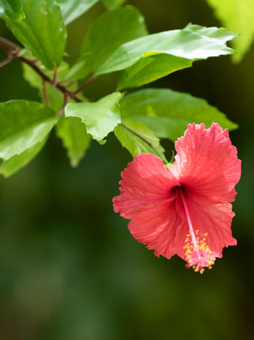 MIRIHI_flower_01