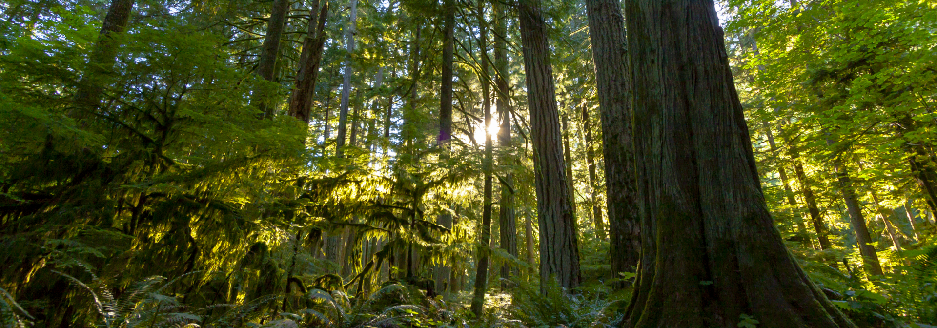 canada - cathedral grove_douglas graner_02