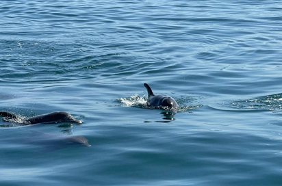 Delfin Bådtur 02