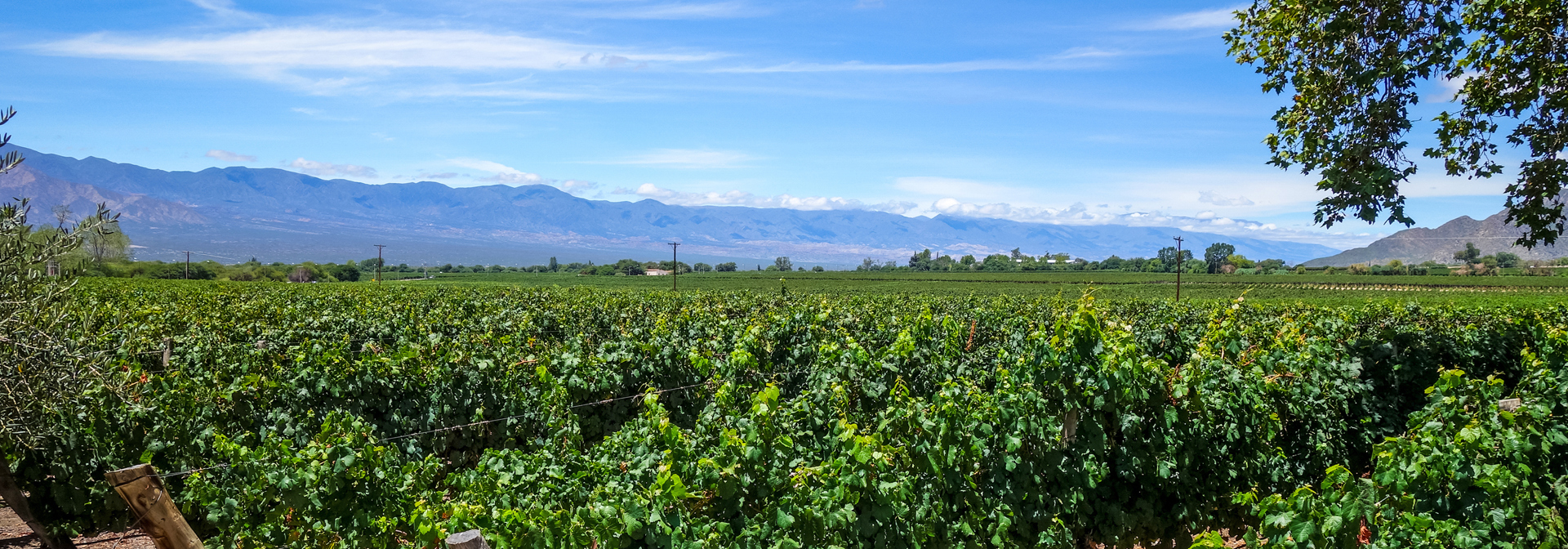 argentina - argentina_cafayate_05