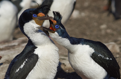 port stanley_falkland_island_03