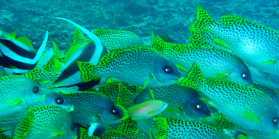 ifaty marine liv_fisk_01