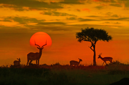 sydafrika - kruger_sunset_01