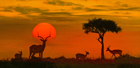 sydafrika - kruger_sunset_01