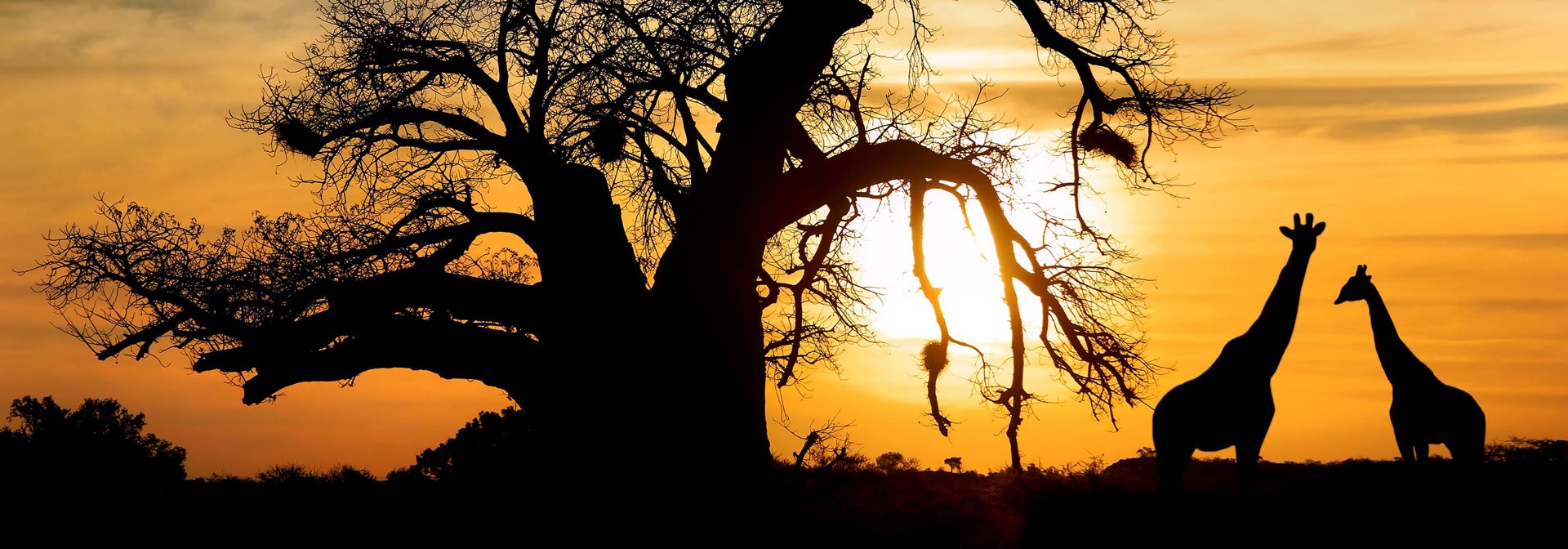 sydafrika - sydafrika_natur_baobab_trae_giraf_solnetgang_01