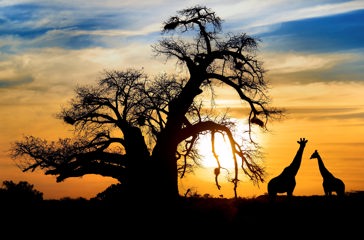 sydafrika - sydafrika_natur_baobab_trae_giraf_solnetgang_01