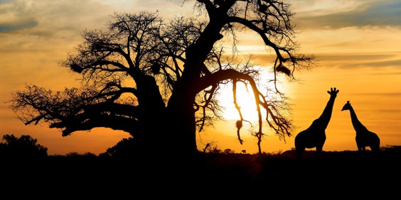 sydafrika - sydafrika_natur_baobab_trae_giraf_solnetgang_01
