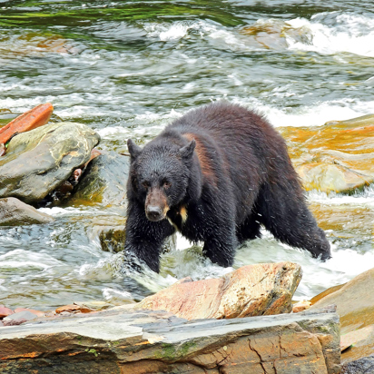 usa - alaska_ketchikan_bjoern_01