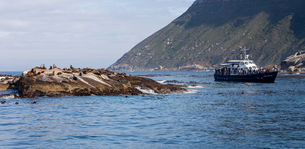 Sydafrika 2025 Cape Town 0873 whale watching