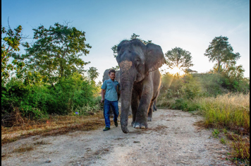thailand - the bush camp_elefant_02