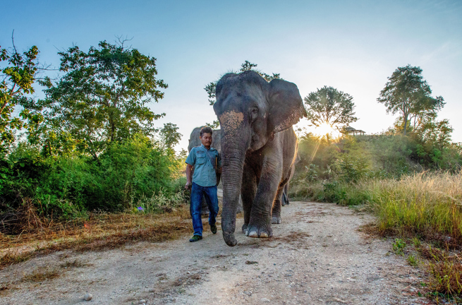 thailand - the bush camp_elefant_02