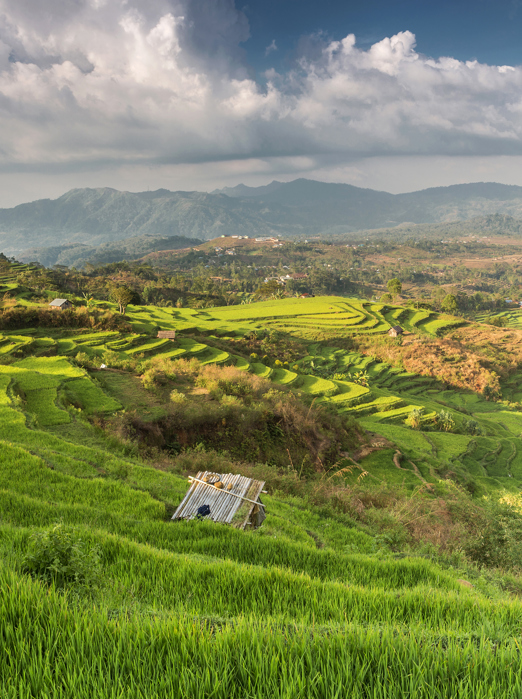 Flores Ruteng Rismark Gi 530158681