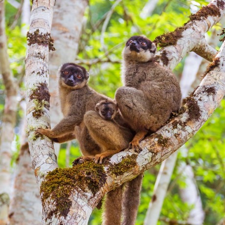 lemur brown_andasibe mantadia national park_01