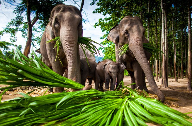thailand - chiang mai_elefant_01