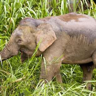 malaysia/borneo - borneo_pygmy elefant_01