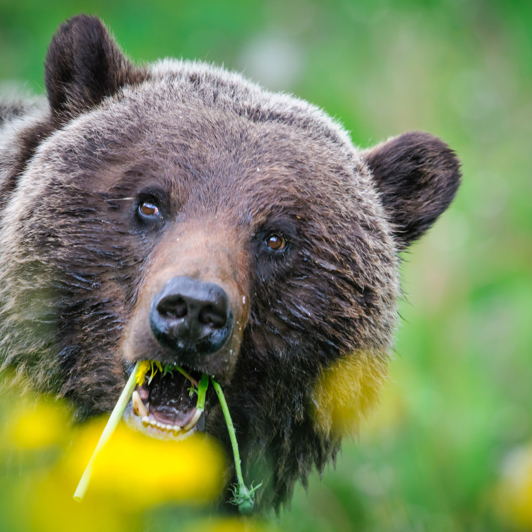 canada - canada_natur_bjoern_03