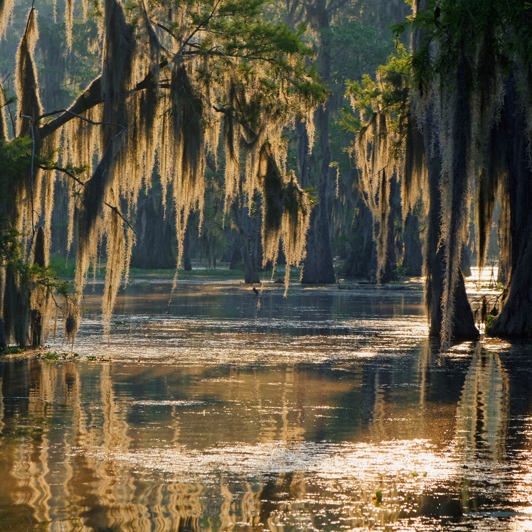 Louisianas sump