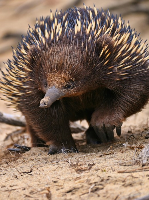 Myrepindsvin Echidna (2)