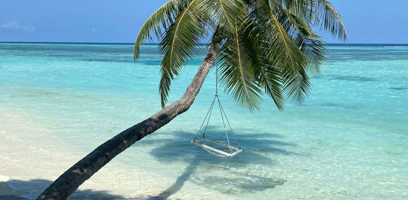 Maldiverne Lux South Ari Atoll Palme