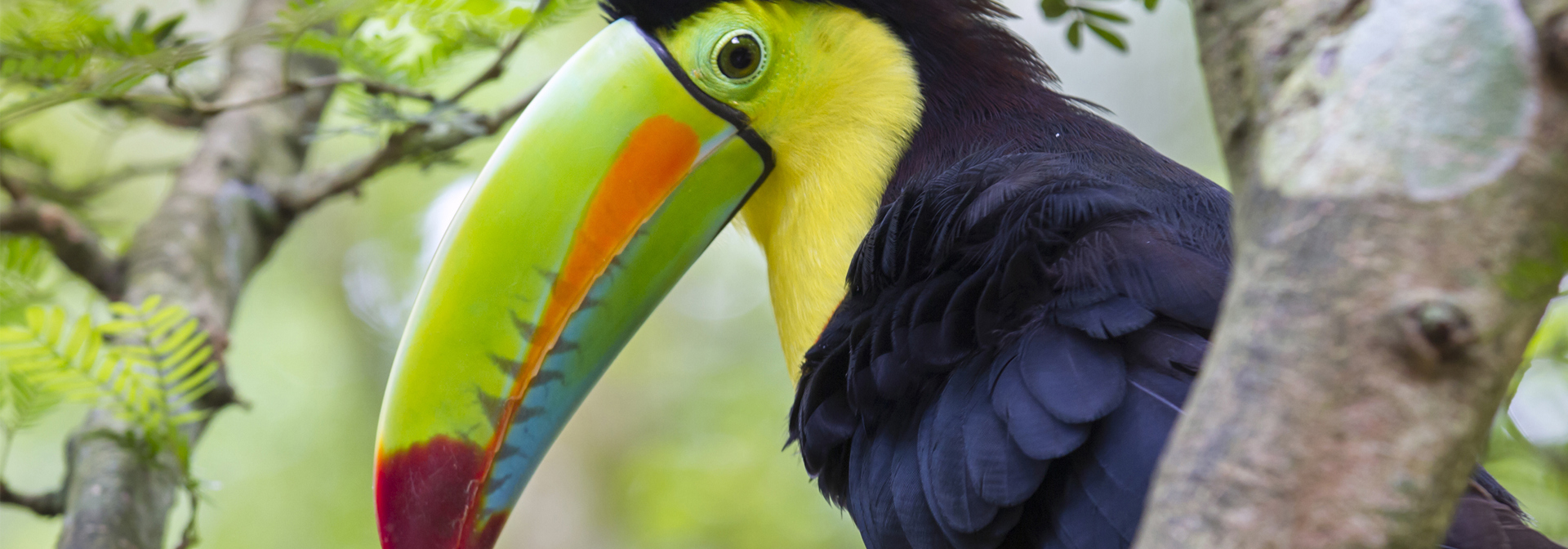 costa rica - tucan_02