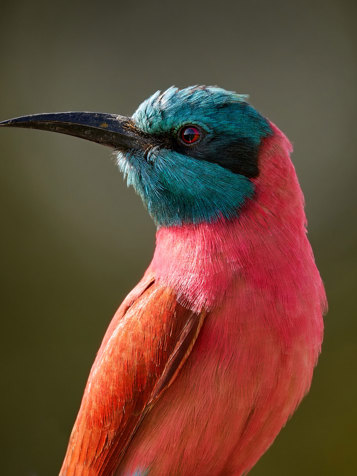 Karminbiæder Chobe National Park