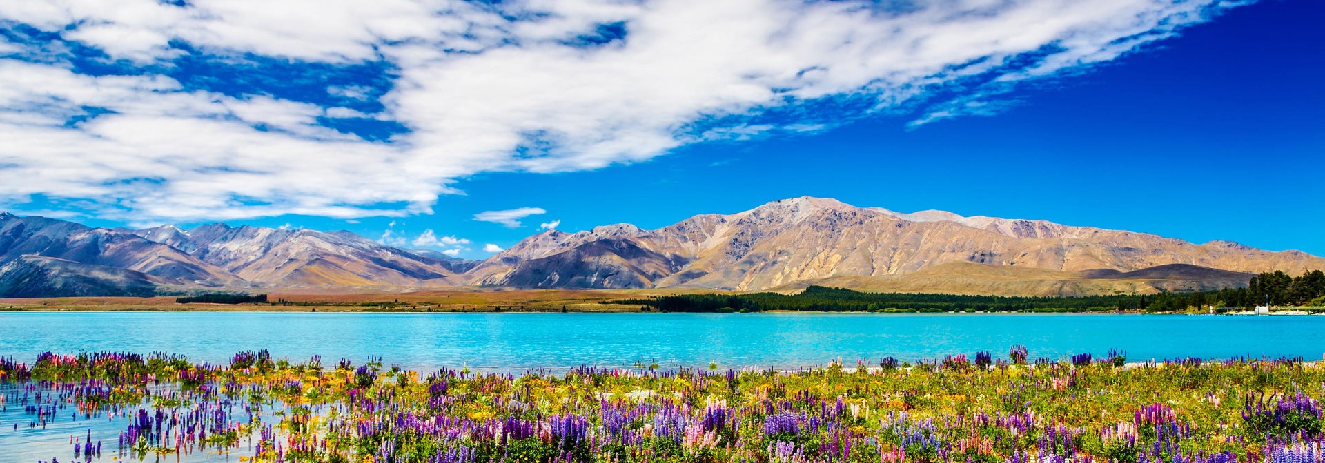 new zealand - mount cook_pukaki lake_blomster_03