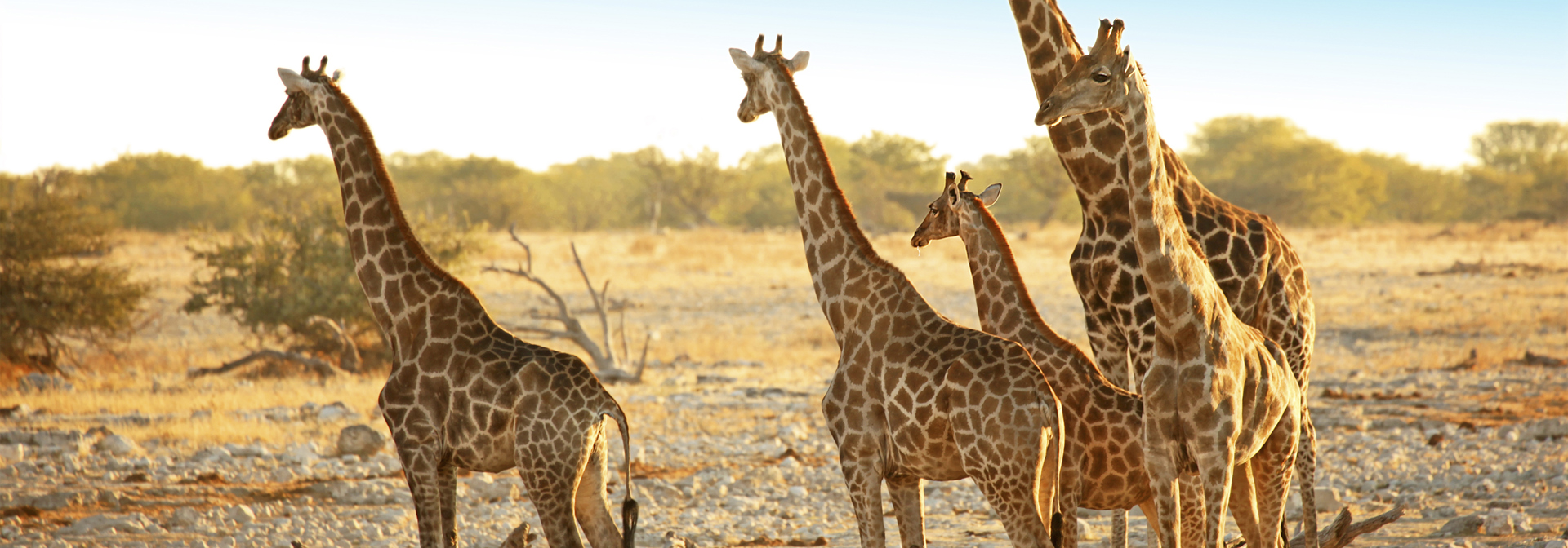 etosha_nationalpark_giraf_01