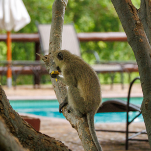 Nyati Safari Lodge 16