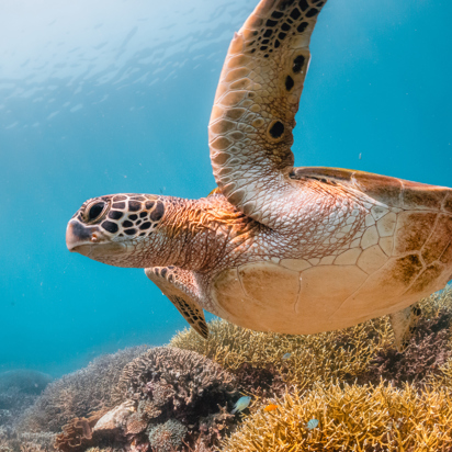Flores Snorkling As 366708938