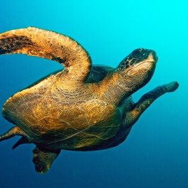 galapagos_skildpadde_07