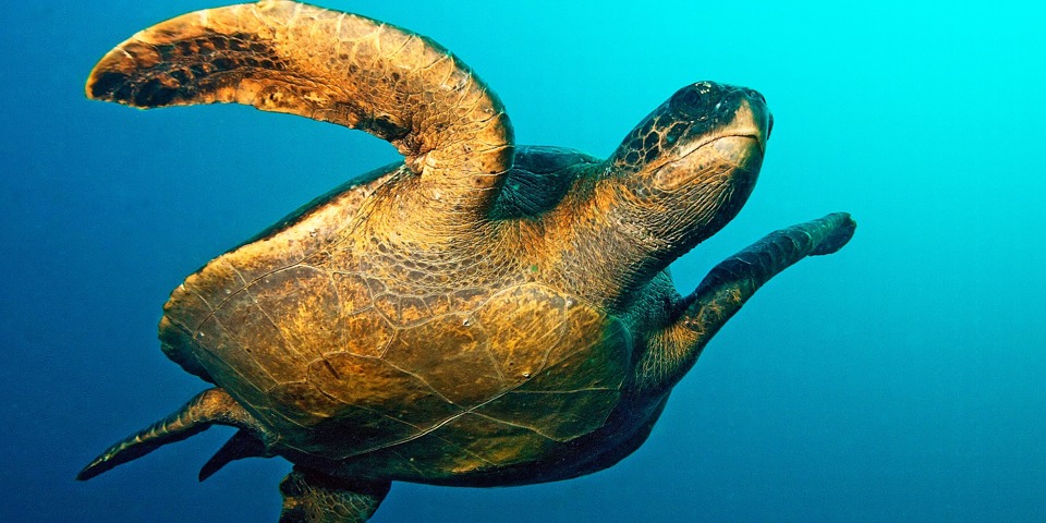 galapagos_skildpadde_07