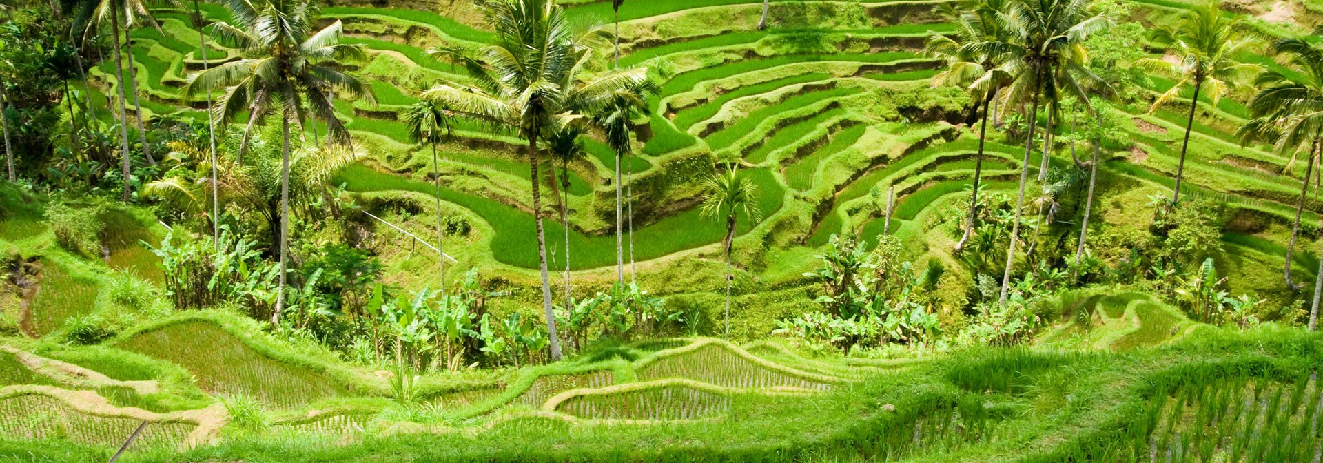 bali - ubud_rismark_08