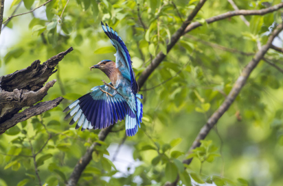 nepal - nepal_chitwan nationalpark_05
