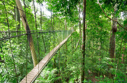 Canopy Bridge In Taman Negara 02