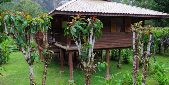 borneo rainforest lodge_udendoers areal_07