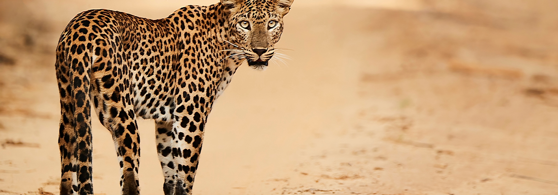 Leopard I Wilparttu Nationalpark